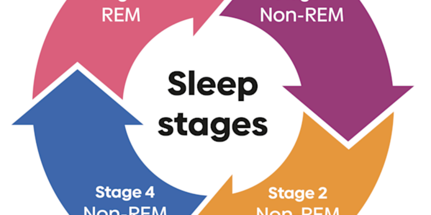 Sleep Stages and Cycles