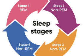 Sleep Stages and Cycles