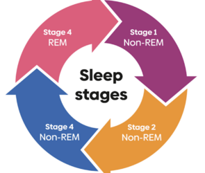Sleep Stages and Cycles
